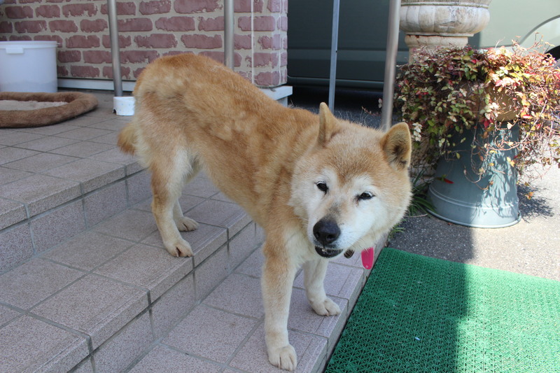 柴犬のりりぃちゃん