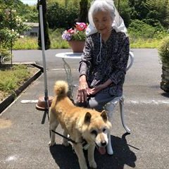 看板犬リリィーとひなたぼっこしてます♪