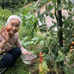 美味しそうなプチトマトですね♪